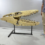 Massive Mosasaurus Skull Fossil for SALE 120 cm Museum Quality