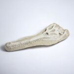 Exceptional Dyrosaurus Skull — A Marine Crocodile from the Late Cretaceous - Image 3