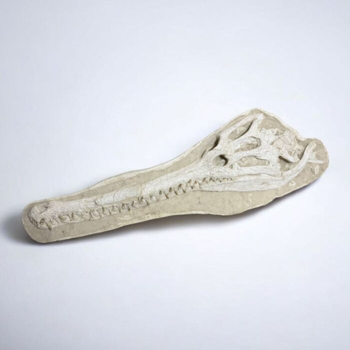 Exceptional Dyrosaurus Skull — A Marine Crocodile from the Late Cretaceous - Image 3