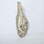 Exceptional Dyrosaurus Skull — A Marine Crocodile from the Late Cretaceous - Image 8