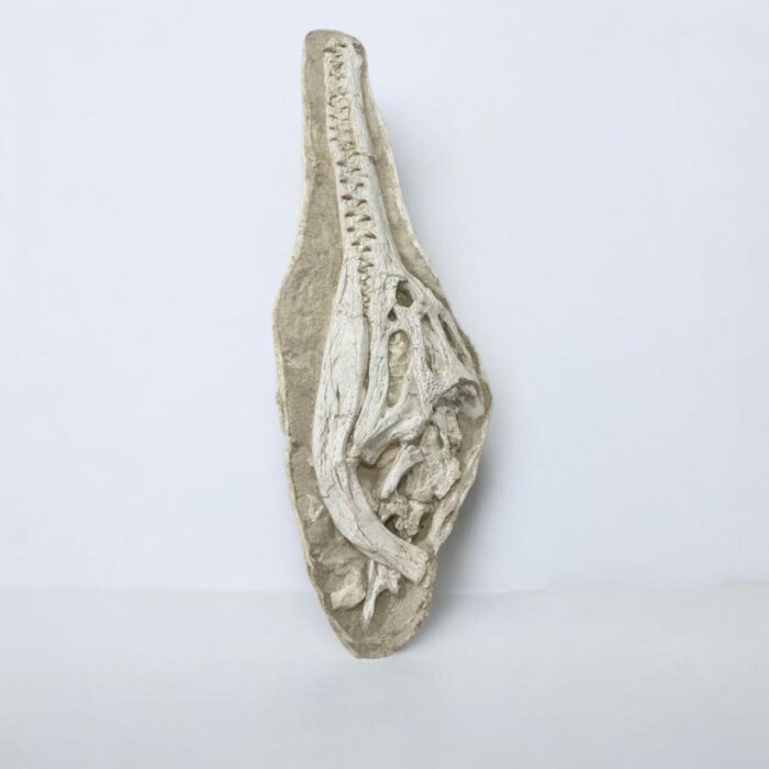 Exceptional Dyrosaurus Skull — A Marine Crocodile from the Late Cretaceous - Image 8