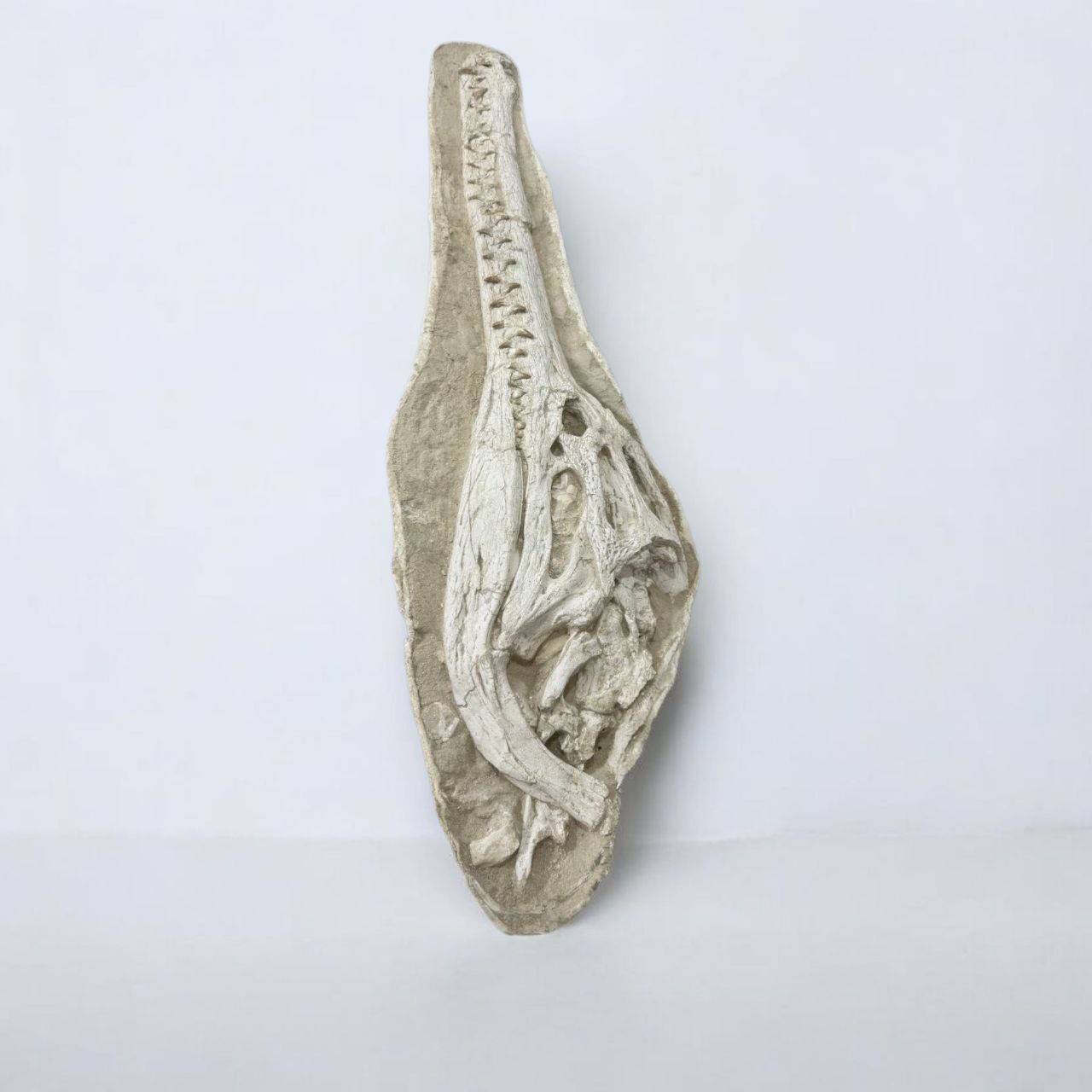 crocodile-skull (10) Exceptional Dyrosaurus Skull — A Marine Crocodile from the Late Cretaceous - Image 8