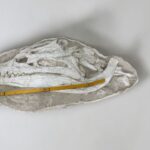 Exceptional Dyrosaurus Skull — A Marine Crocodile from the Late Cretaceous - Image 10