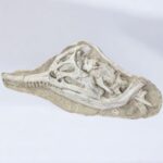 Exceptional Dyrosaurus Skull — A Marine Crocodile from the Late Cretaceous - Image 4