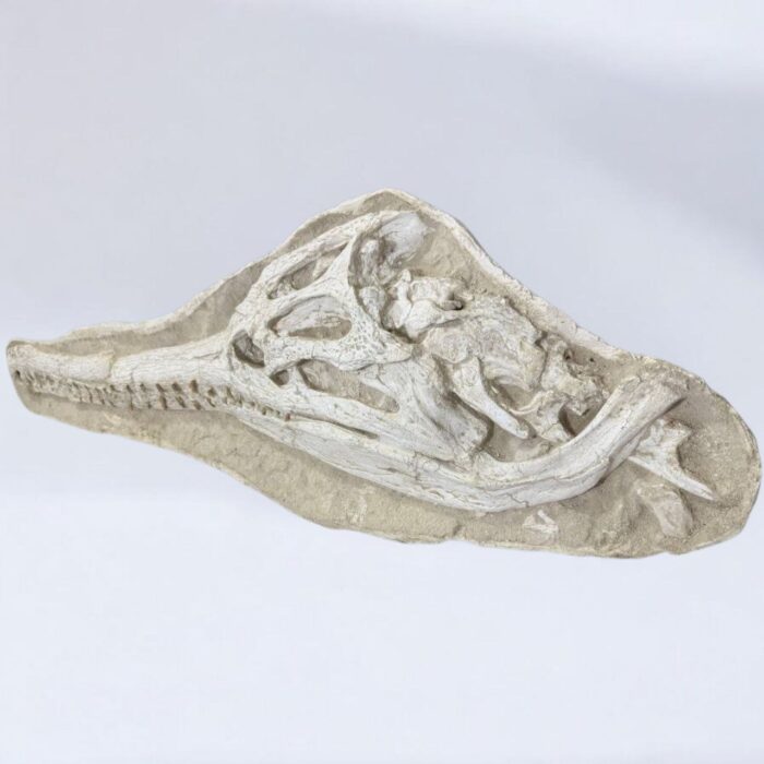 Exceptional Dyrosaurus Skull — A Marine Crocodile from the Late Cretaceous - Image 4
