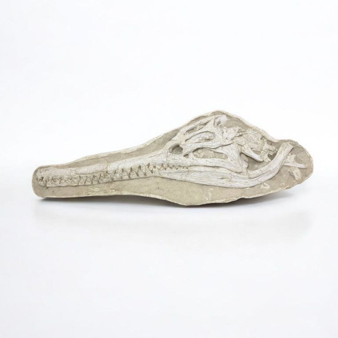 crocodile-skull (5) Exceptional Dyrosaurus Skull — A Marine Crocodile from the Late Cretaceous - Image 5