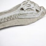 Exceptional Dyrosaurus Skull — A Marine Crocodile from the Late Cretaceous - Image 6