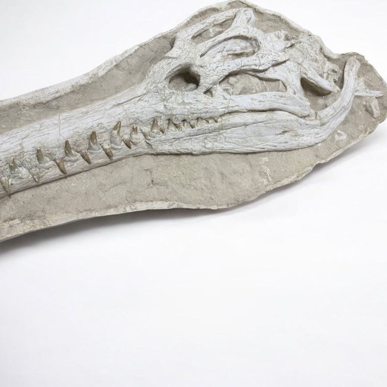 crocodile-skull (6) Exceptional Dyrosaurus Skull — A Marine Crocodile from the Late Cretaceous - Image 6