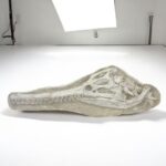 Exceptional Dyrosaurus Skull — A Marine Crocodile from the Late Cretaceous - Image 7