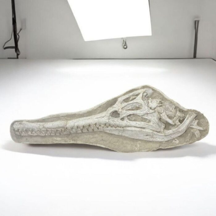 Exceptional Dyrosaurus Skull — A Marine Crocodile from the Late Cretaceous - Image 7
