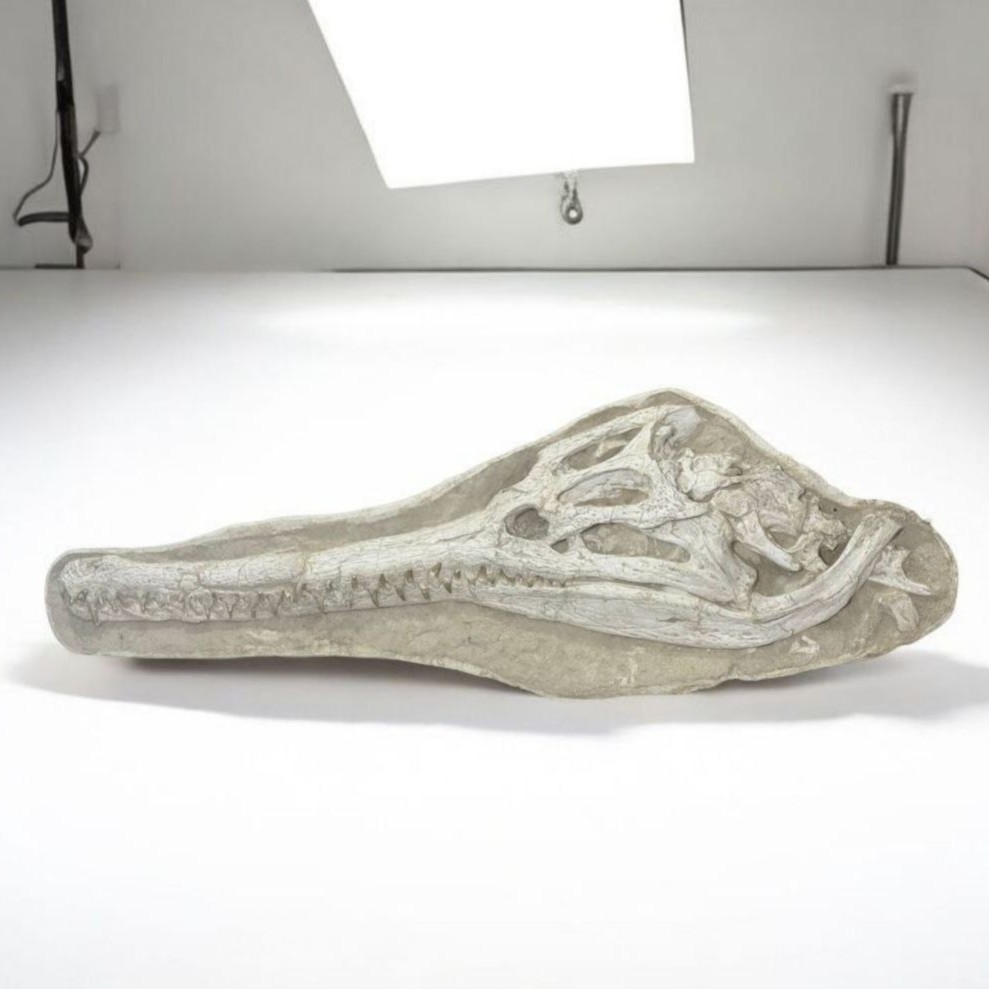 crocodile-skull (8) Exceptional Dyrosaurus Skull — A Marine Crocodile from the Late Cretaceous - Image 7