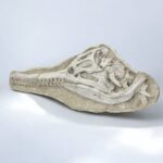 Exceptional Dyrosaurus Skull — A Marine Crocodile from the Late Cretaceous