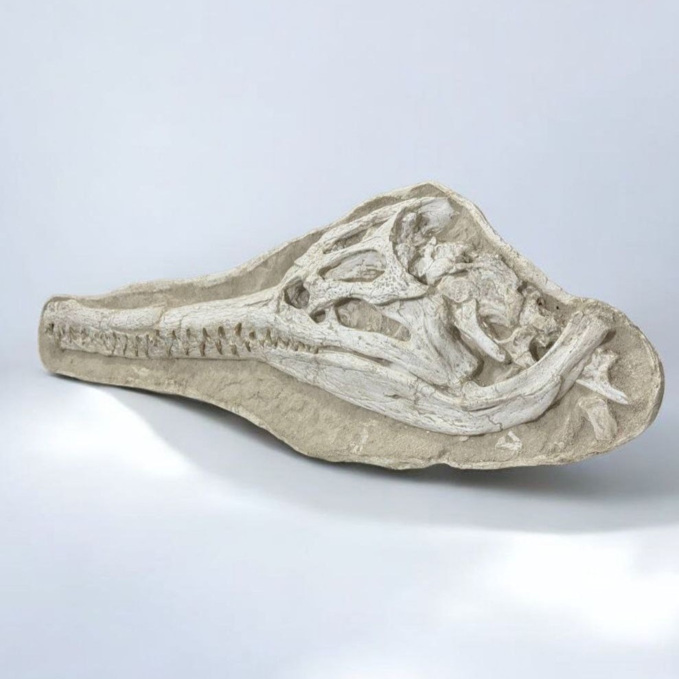 crocodile-skull (9) Exceptional Dyrosaurus Skull — A Marine Crocodile from the Late Cretaceous - Image 1