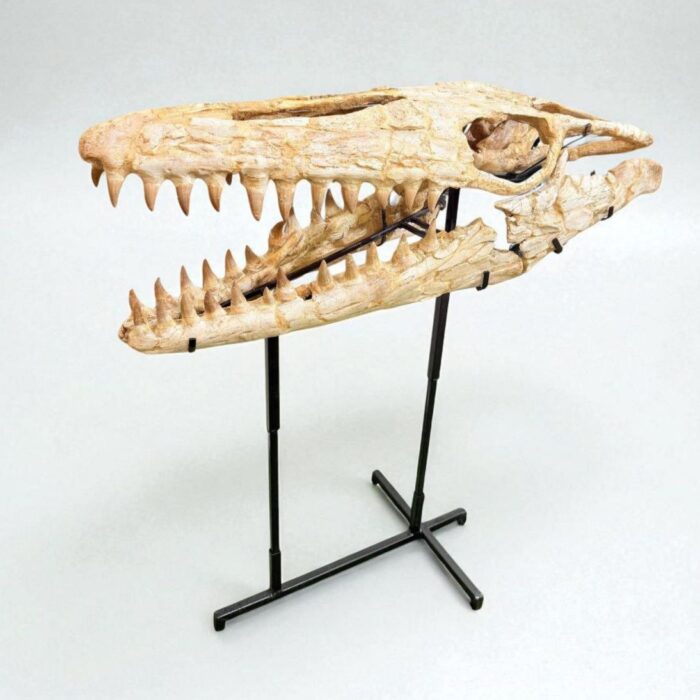 Authentic Mosasaur Skull – Mosasaurus beaugei 90cm | Dinosaur Fossil for Sale - Image 2