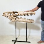 Authentic Mosasaur Skull – Mosasaurus beaugei 90cm | Dinosaur Fossil for Sale