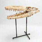 Authentic Mosasaur Skull – Mosasaurus beaugei 90cm | Dinosaur Fossil for Sale - Image 3