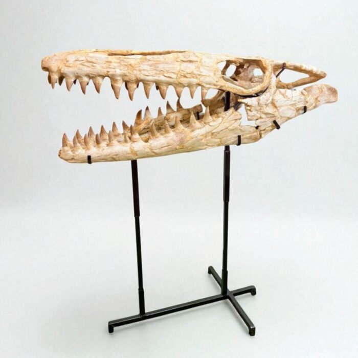 Authentic Mosasaur Skull – Mosasaurus beaugei 90cm | Dinosaur Fossil for Sale - Image 3