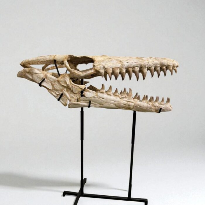 Authentic Mosasaur Skull – Mosasaurus beaugei 90cm | Dinosaur Fossil for Sale - Image 4