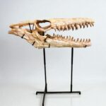Authentic Mosasaur Skull – Mosasaurus beaugei 90cm | Dinosaur Fossil for Sale - Image 5