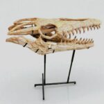 Authentic Mosasaur Skull – Mosasaurus beaugei 90cm | Dinosaur Fossil for Sale - Image 6