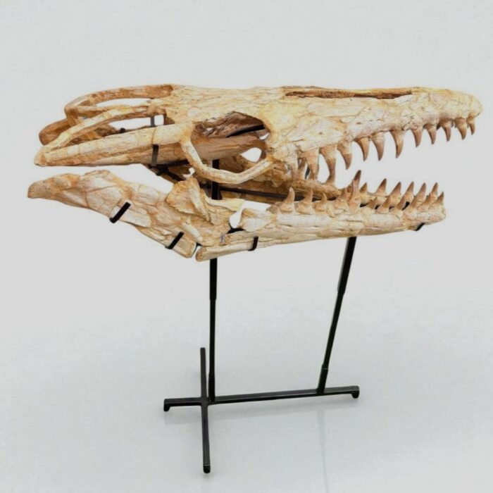 Authentic Mosasaur Skull – Mosasaurus beaugei 90cm | Dinosaur Fossil for Sale - Image 6