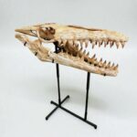 Authentic Mosasaur Skull – Mosasaurus beaugei 90cm | Dinosaur Fossil for Sale - Image 7