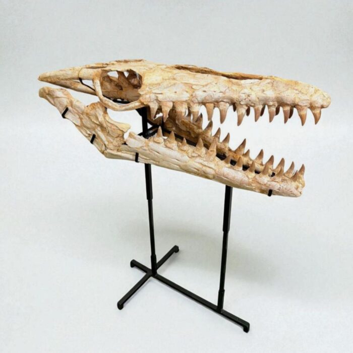 Authentic Mosasaur Skull – Mosasaurus beaugei 90cm | Dinosaur Fossil for Sale - Image 7
