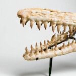 Authentic Mosasaur Skull – Mosasaurus beaugei 90cm | Dinosaur Fossil for Sale - Image 8