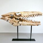 Authentic Mosasaur Skull – Mosasaurus beaugei 90cm | Dinosaur Fossil for Sale - Image 9