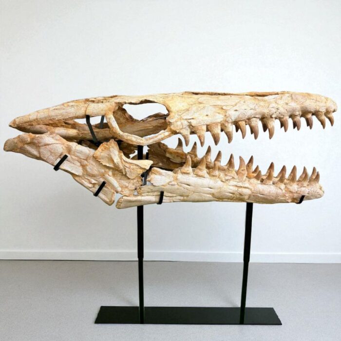 Authentic Mosasaur Skull – Mosasaurus beaugei 90cm | Dinosaur Fossil for Sale - Image 9