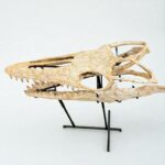 Authentic Mosasaur Skull – Mosasaurus beaugei 90cm | Dinosaur Fossil for Sale - Image 10