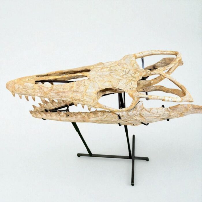 Authentic Mosasaur Skull – Mosasaurus beaugei 90cm | Dinosaur Fossil for Sale - Image 10