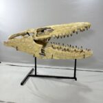 Massive Mosasaurus Skull Fossil for SALE 120 cm Museum Quality - Image 2