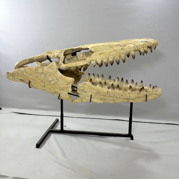 Massive Mosasaurus Skull Fossil for SALE 120 cm Museum Quality - Image 2