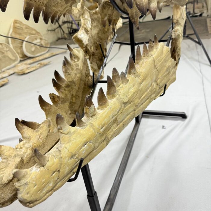 Massive Mosasaurus Skull Fossil for SALE 120 cm Museum Quality - Image 3