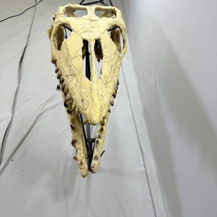 Massive Mosasaurus Skull Fossil for SALE 120 cm Museum Quality - Image 4