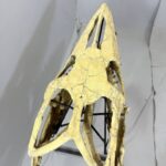 Massive Mosasaurus Skull Fossil for SALE 120 cm Museum Quality - Image 5