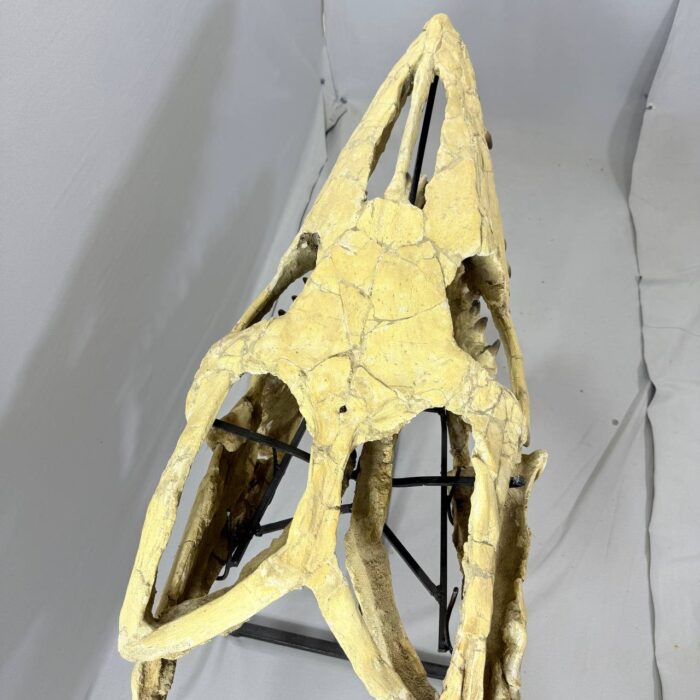 Massive Mosasaurus Skull Fossil for SALE 120 cm Museum Quality - Image 5