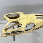 Massive Mosasaurus Skull Fossil for SALE 120 cm Museum Quality - Image 6
