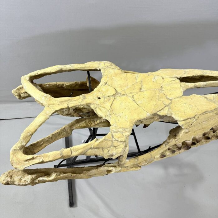 Massive Mosasaurus Skull Fossil for SALE 120 cm Museum Quality - Image 6