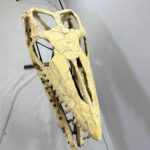 Massive Mosasaurus Skull Fossil for SALE 120 cm Museum Quality - Image 7