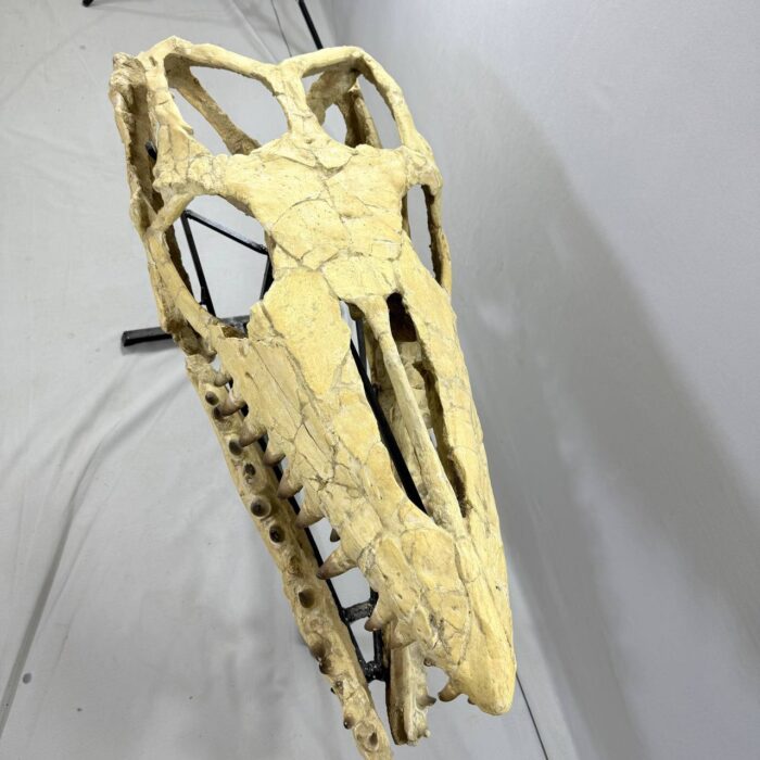 Massive Mosasaurus Skull Fossil for SALE 120 cm Museum Quality - Image 7