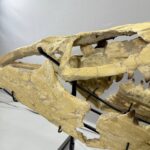 Massive Mosasaurus Skull Fossil for SALE 120 cm Museum Quality - Image 8