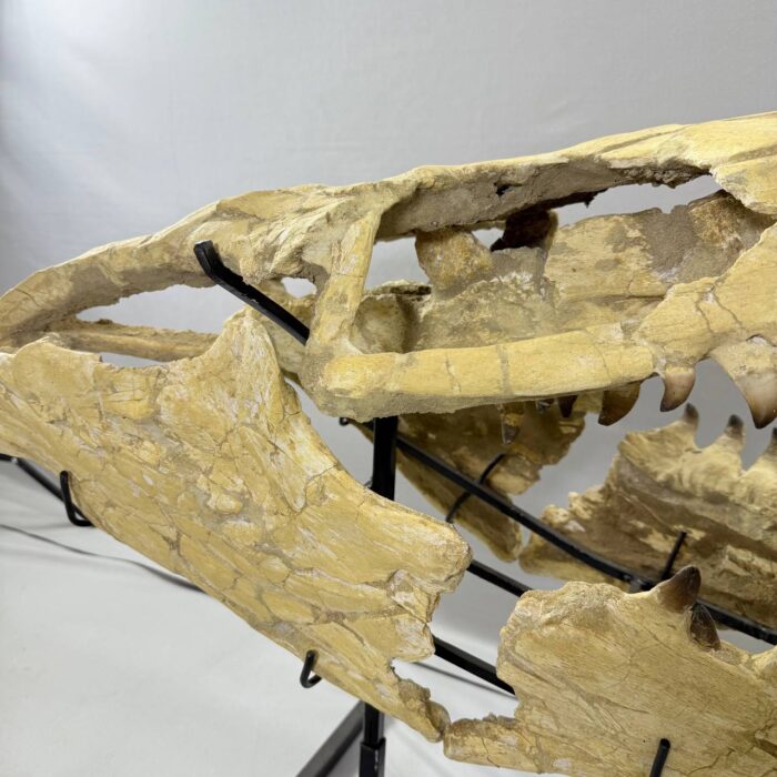 Massive Mosasaurus Skull Fossil for SALE 120 cm Museum Quality - Image 8