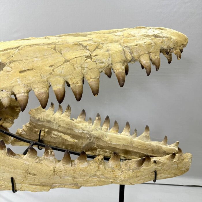 Massive Mosasaurus Skull Fossil for SALE 120 cm Museum Quality - Image 9
