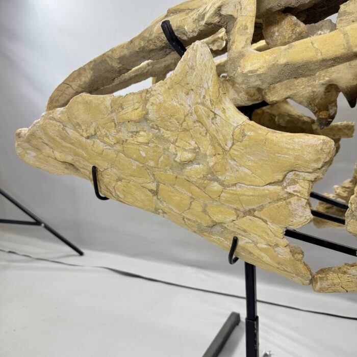 Massive Mosasaurus Skull Fossil for SALE 120 cm Museum Quality - Image 10