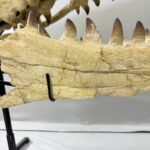 Massive Mosasaurus Skull Fossil for SALE 120 cm Museum Quality - Image 11