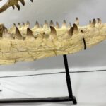 Massive Mosasaurus Skull Fossil for SALE 120 cm Museum Quality - Image 12
