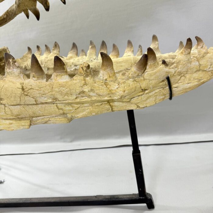 Massive Mosasaurus Skull Fossil for SALE 120 cm Museum Quality - Image 12