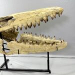 Massive Mosasaurus Skull Fossil for SALE 120 cm Museum Quality - Image 13